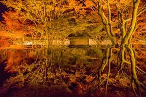 2023京都紅葉～妙覺寺ライトアップ - 鏡花水月