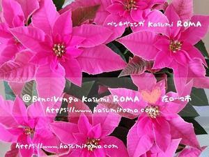 「欲しかった、ピンクのポインセチア♪」２０２３年   @地元ローマ市内日常のあれこれ♪@ローマ市・バチカン市国 現地発イタリア最新情報 - 在ローマ市 Kasumi♪『ROMA』ふぉとぶろぐ♪