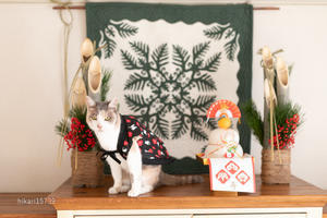 猫のお正月写真で近況報告（ナナコ） - きょうだい猫と仲良し暮らし