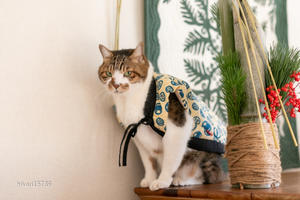猫のお正月写真で近況報告（ゴー） - きょうだい猫と仲良し暮らし