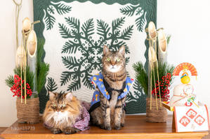 猫のお正月写真で近況報告（イチロー＆ユウちゃん） - きょうだい猫と仲良し暮らし