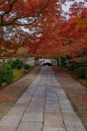 2023年京都紅葉～養源院・そして猫 - 鏡花水月