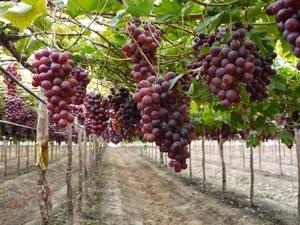 ブドウ栽培、またはワイン栽培。 - athatgeupap's Blog