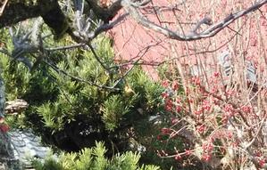 サンシュユ(春黄金花)真っ赤な実の秋と冬‥そして開花間近のつぼみ - 