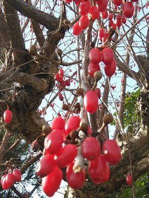 サンシュユ(春黄金花)真っ赤な実の秋と冬‥そして開花間近のつぼみ - 