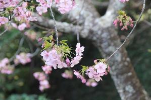 鎌倉長谷寺　河津桜とメジロ - 暮らしを紡ぐ2