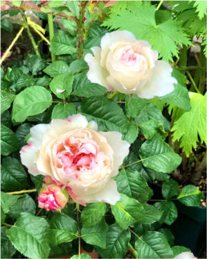 我が家のラックス達♡と、今日も地味〜な庭活(T . T)と、木立ちバラの冬剪定・ソワイユ♡ - 薪割りマコのバラの庭