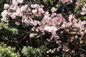 桜とアイスチューリップ - 四季折々