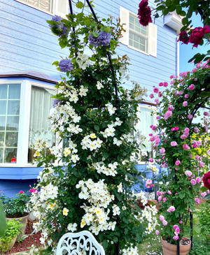 我が家のクレマチス達♡ - 薪割りマコのバラの庭