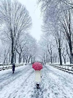 プロの写真家が雪の日に撮るセントラルパークの名所 - NY人生一瞬先はバラ色