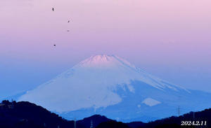 この日は‥‥ 『自宅から90km先の富士2024』⑬ - 写愛館