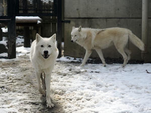 雪の動物園のオオカミ姉妹 - 動物園放浪記