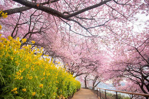【西平畑公園】第25回まつだ桜まつり - うろ子とカメラ。Ⅱ