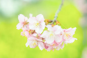 背景色々 河津桜「朝比奈川」 - やきとりブログ