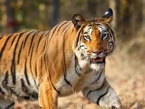 The Majestic Tiger: A Symbol of Power, Beauty, and Conservation - 