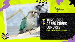 Bird Enthusiasts Guide to Turquoise Green Cheek Conures - 