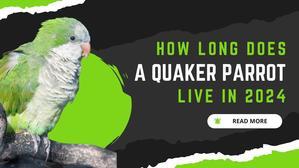 How Long Does a Quaker Parrot Live: The Ultimate Guide - 