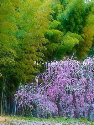 雨が降りそうな竹林と梅林☆､･：`☆･･ﾟ･ﾟ☆ - Beautiful Japan 絵空事