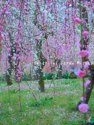 春の海と聞くと・・・☆､･：`☆･･ﾟ･ﾟ☆ - Beautiful Japan 絵空事