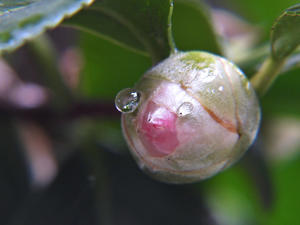 今日の雨滴は庭から　　　ツバキ（椿） - 無名子のよしなしごと