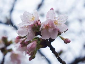 春が灯る　玉縄桜が咲き始めて・・・ - 風と花を紡いで