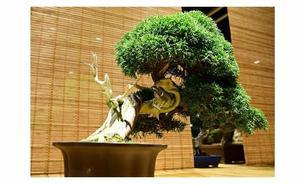 Ultimate Guide to Fertilizing Indoor Bonsai Trees: Expert Tips and Tricks - 