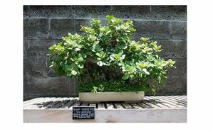 Ultimate Guide to Fertilizing Indoor Bonsai Trees: Expert Tips and Tricks - 