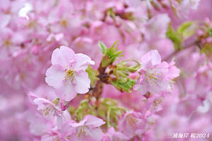 ここで 桜、満開！ 『三浦海岸桜2024』⑨ - 写愛館