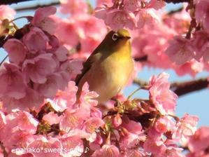 河津桜が満開＊メジロがお遊び＊ - nanako*sweets-cafe♪