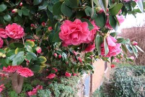 ミモザ・椿 花盛り 菜の花も咲くオルヴィエート - イタリア写真草子