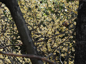 春ですよと マンサク（満作）が咲く - 無名子のよしなしごと