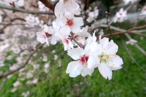 アーモンド花盛り桜のよう刺身も食べて花見気分オルヴィエート - イタリア写真草子