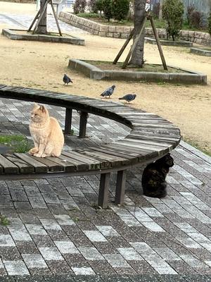公園の猫さん - おうちやさい
