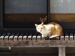 梅香る 山寺の猫たち - 四季さんぽⅢ