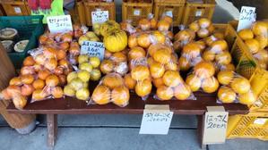柑橘パラダイス - yamatoのひとりごと