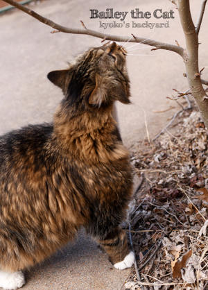木の新芽でヒゲ袋を掻く猫 - Kyoko's Backyard　～アメリカで田舎暮らし～