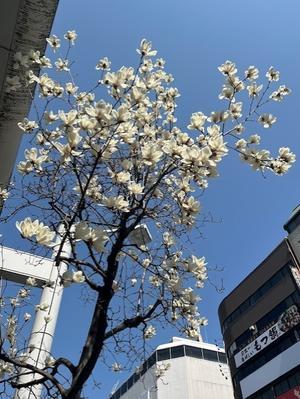  - 押し花おばさんの気まぐれブログ