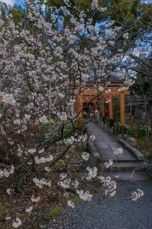 2024京都桜～平野神社・桃桜 - 鏡花水月