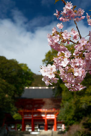 滋賀遠征　初御代桜＠皇子が丘公園 - 