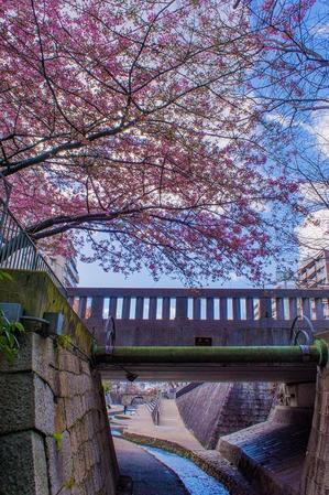 2024京都桜～一条戻り橋の河津桜 - 鏡花水月