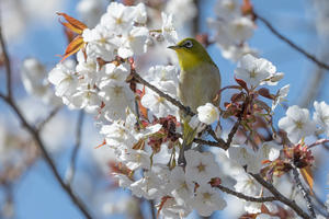 公園の早咲き桜と野鳥 - やきとりブログ