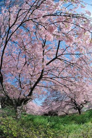 榛の森公園の河津桜 - 