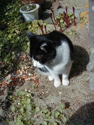 aspect shift - 英語と日本語の窓