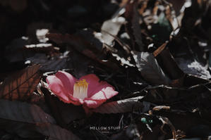 椿の花が落ちるとき - MELLOW STUFF