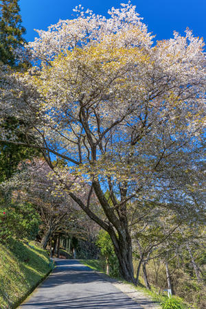 蓮華寺池公園の山桜 - やきとりブログ