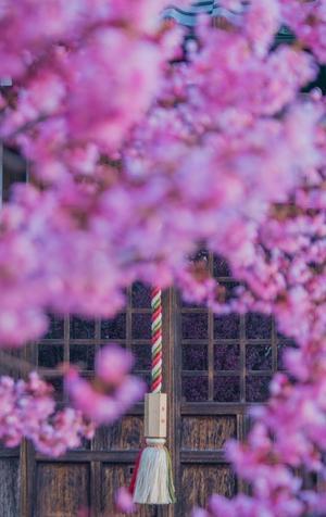 2024京都桜～長徳寺・おかめ桜 - 鏡花水月