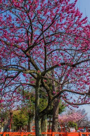 2024京都桜～車折神社・河津桜＆寒緋桜 - 鏡花水月