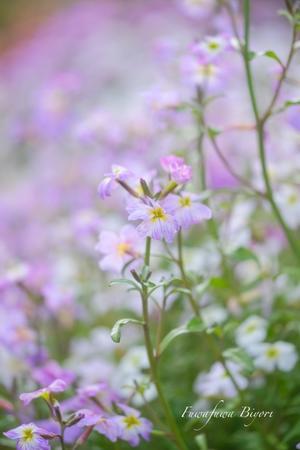 春の花 ＊＊ - ふわふわ日和