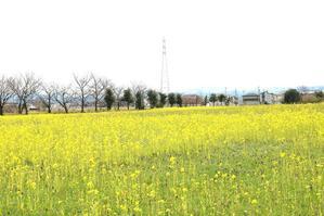 ビオパークの菜の花が咲き始めました。 - 