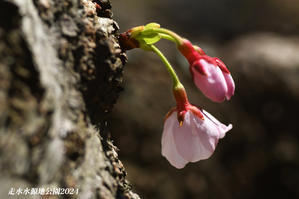 目立ちたがり屋の桜 - 